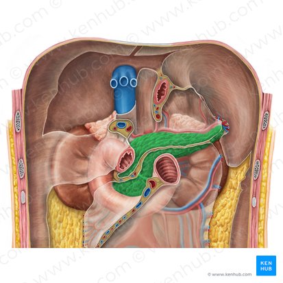 <p><strong>arterial supply </strong>of <strong>pancreas</strong></p>