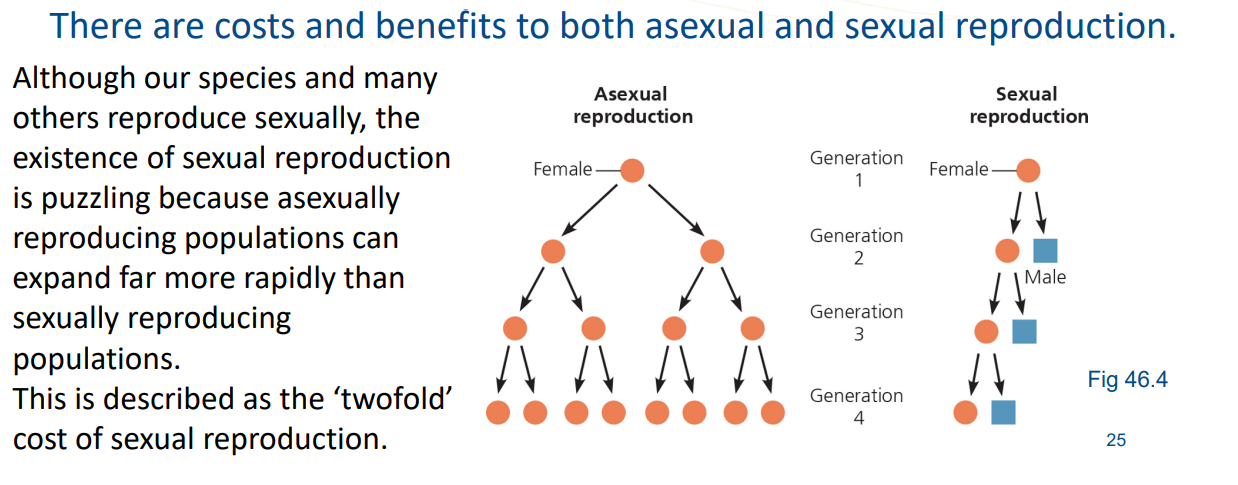 <p>The ‘twofold’ cost of sexual reproduction refers to the inefficiency of the slower population growth rate compared to asexual reproduction. It highlights that only females can produce offspring, reducing the reproductive output of the population. </p>