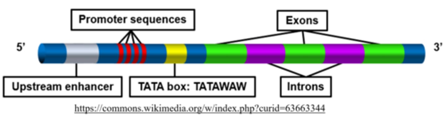 <p>TATA box</p>