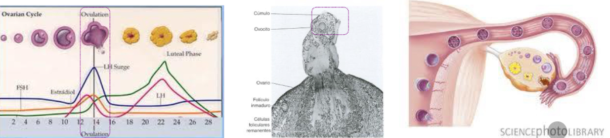 <p>the ovarian follicle ruptures and the secondary oocyte and the first layer of follicular cells are released.</p><p>- Ovulation corresponds to the hormonal peak on day 14.</p><p>- The oocyte goes to the uterine tubes (or fallopian tube)</p>