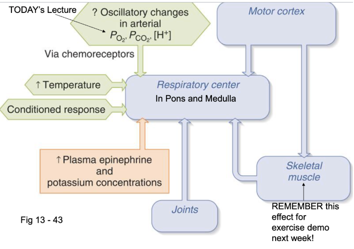 <ul><li><p><span style="background-color: transparent;"><span>decrease in PO2, increase in PCO2, increase in H+ increases breathing</span></span></p></li><li><p><span style="background-color: transparent;"><span>increased temperature increases breathing</span></span></p></li><li><p><span style="background-color: transparent;"><span>increased epinephrine and plasma increases breathing</span></span></p></li><li><p><span style="background-color: transparent;"><span>we can control increase breathing in motor cortex</span></span></p></li><li><p><span style="background-color: transparent;"><span>joint receptors anticipate increased breathing (feedfoward control)</span></span></p></li></ul><p></p>