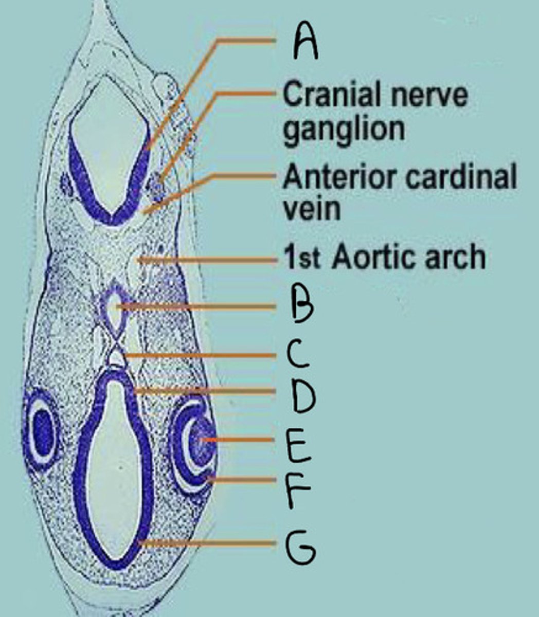 <p>C</p>