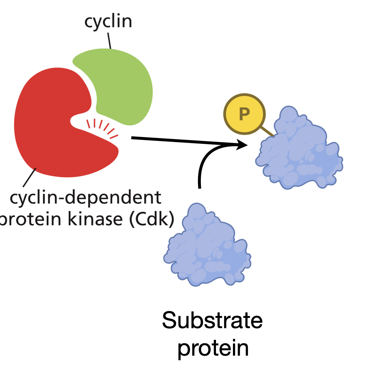 <p>Phosphorylate key proteins in the cell that are required to initiate particular steps in the cell cycle. </p>