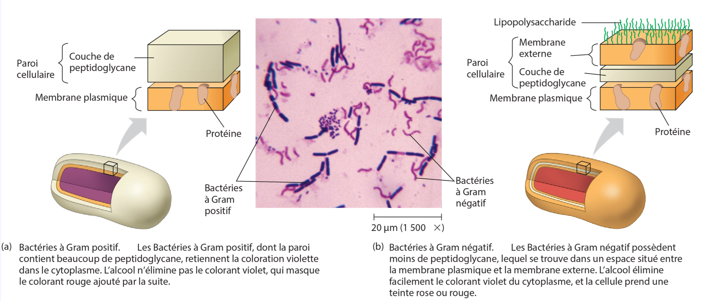 <ul><li><p>Gram+ : Paroi épaisse de peptidoglycane (10–80 nm), pas de membrane externe et hypertrophie du peptidoglycane, contient acides téichoiques et lipotéichoiques (LTA), retient le colorant Gram (carctéristiques firmicutes)</p></li><li><p>Gram− : Paroi fine (~10 nm) de peptidoglycane + membrane externe avec phospholipides, LPS et protéines, ne retient pas le colorant Gram</p></li></ul><p></p>