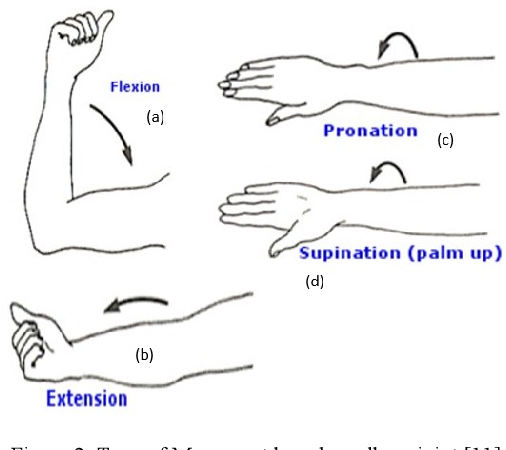 elbow movements


1. triceps brachii
2. anconeus 
