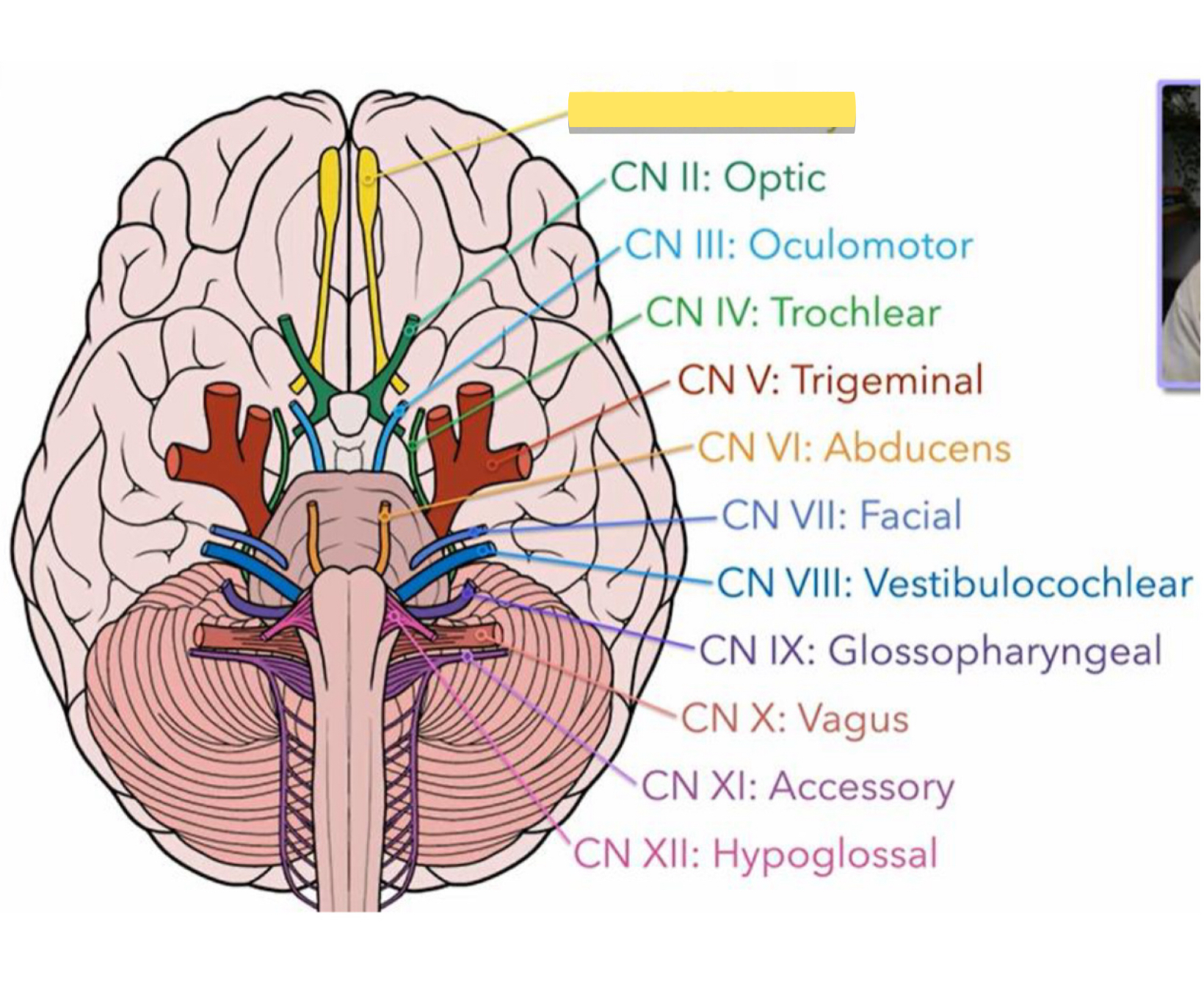 <p>Name this cranial nerve&nbsp;</p>