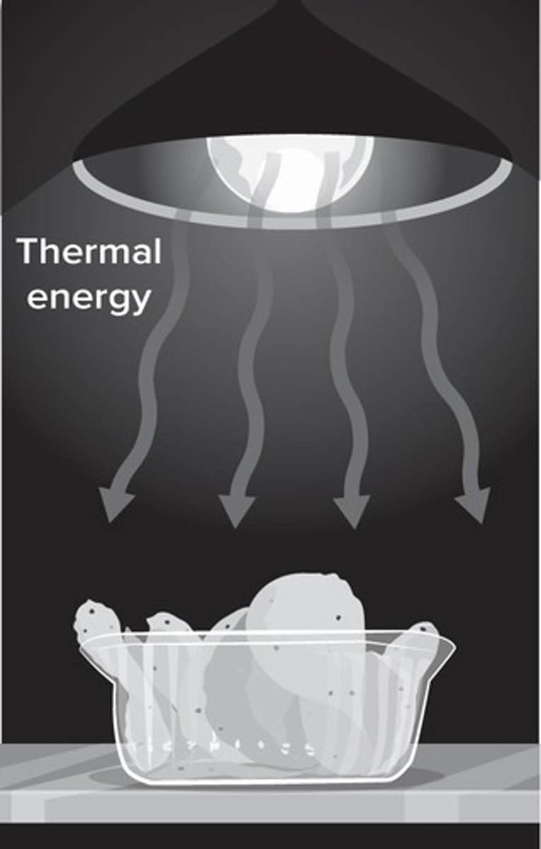 <p>Light energy</p>