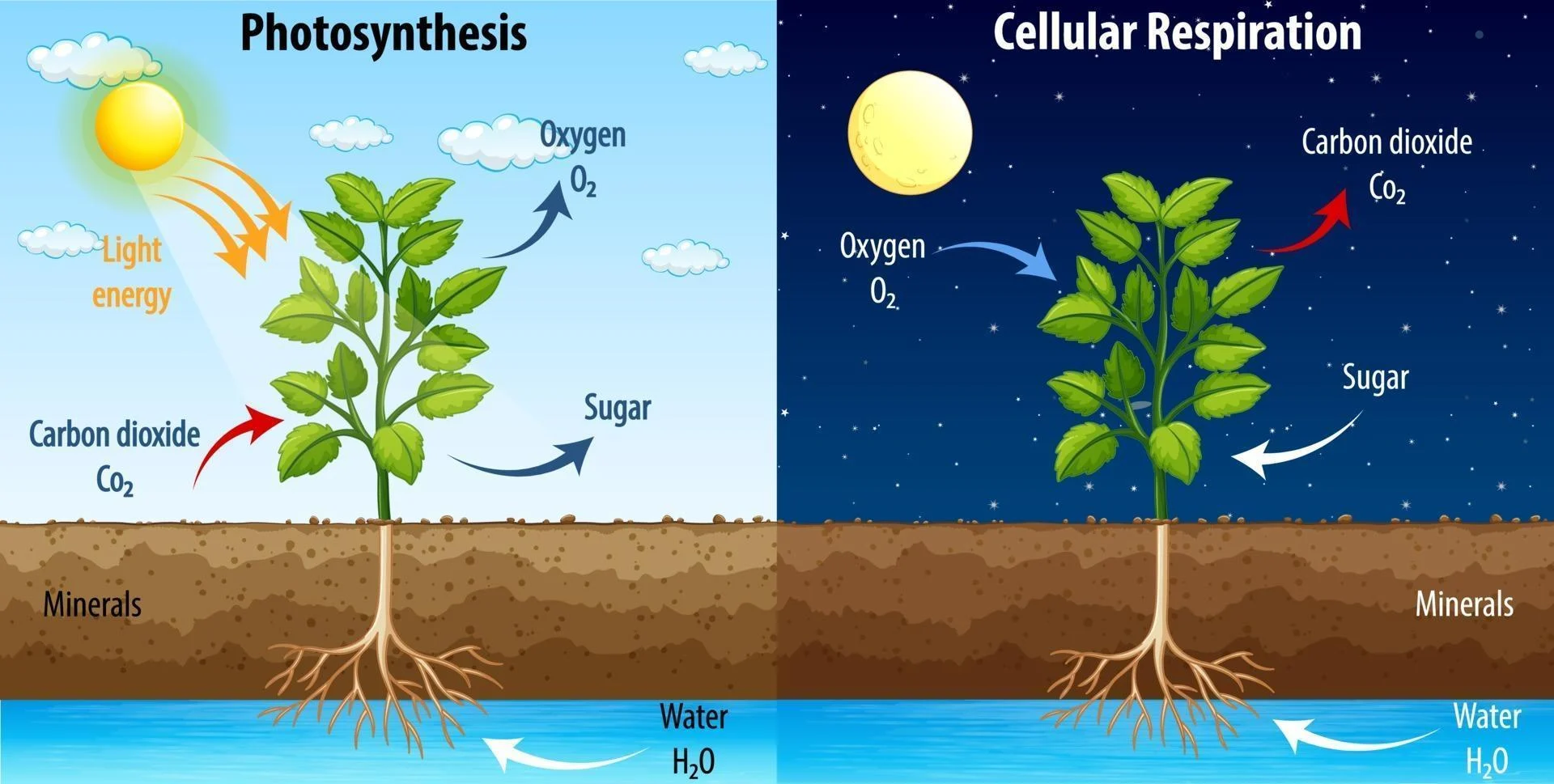 <p><span>the continuous cellular process where plants break down sugars, using oxygen to produce ATP (usable energy), carbon dioxide, and water </span></p>
