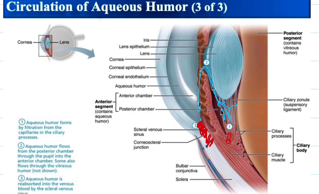 <ul><li><p>Aqueous Humor forms from the filtered blood from the capillaries in the ciliary process</p></li><li><p>aqueous humor flows to other parts of the eye</p></li><li><p>Aqueous humor is reabosbred into vienous blood via the canal of schlemm</p></li></ul><p></p>