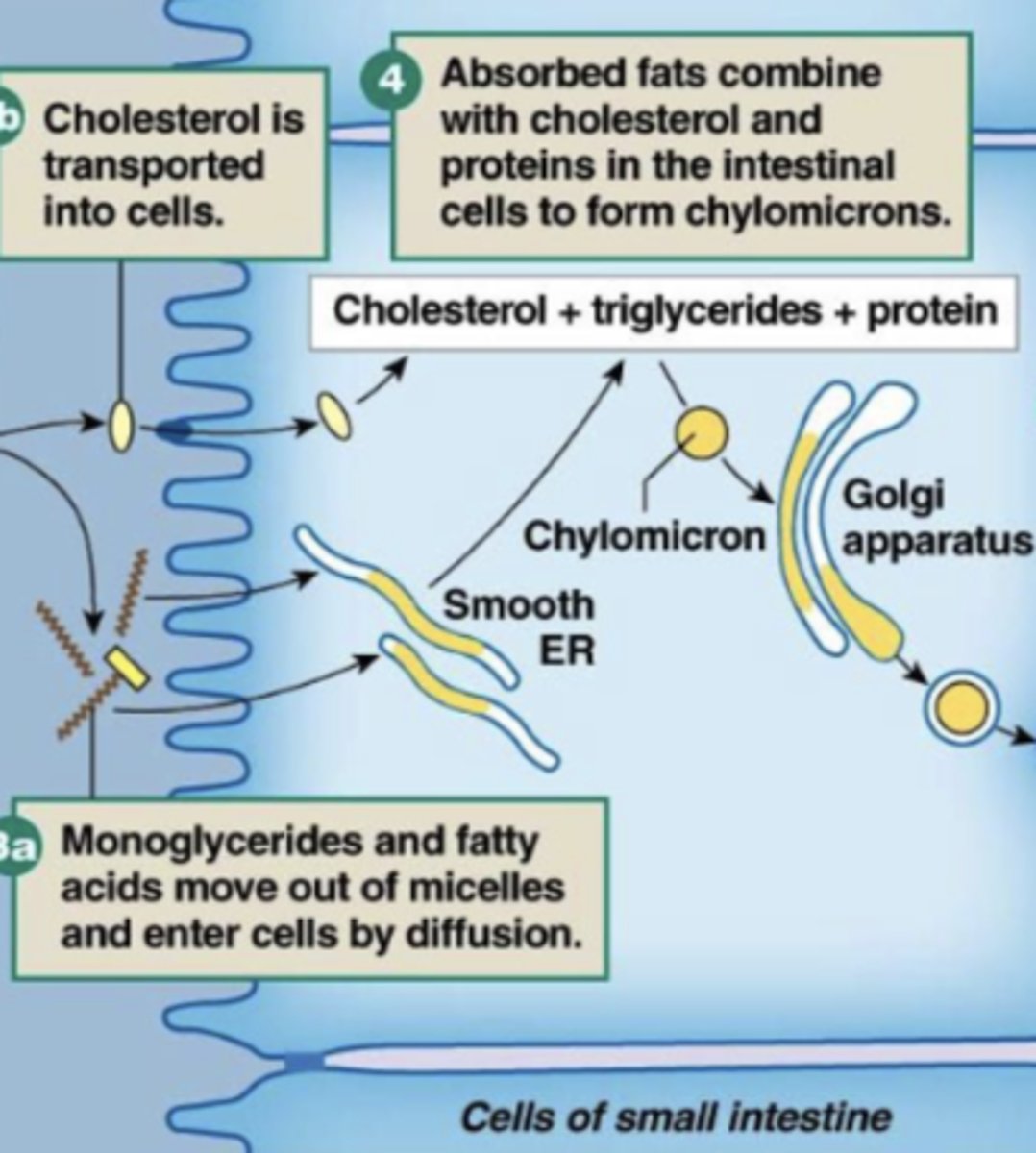 <p>how do digested fats enter cells?</p>