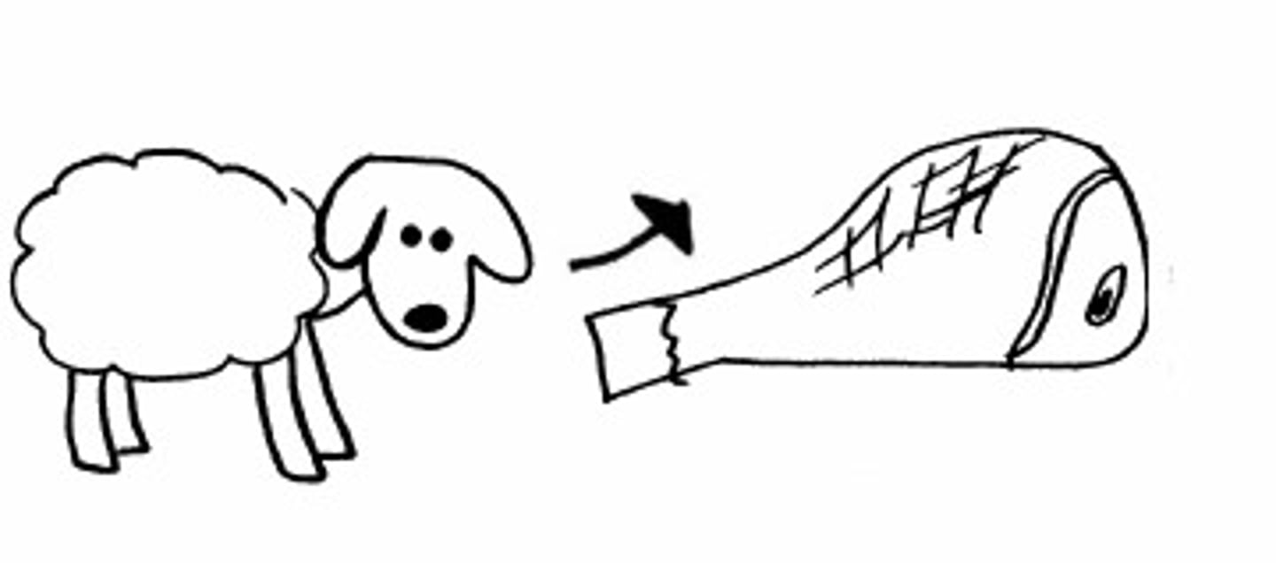 <p>lamb</p>