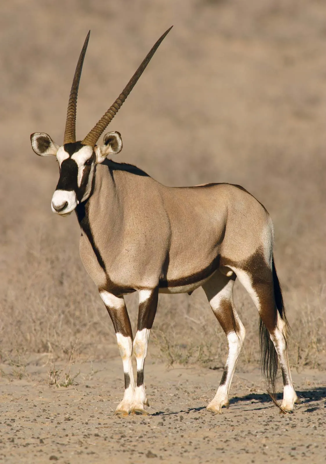 <p>species of antelope from Africa and Asia; long straight horns</p>