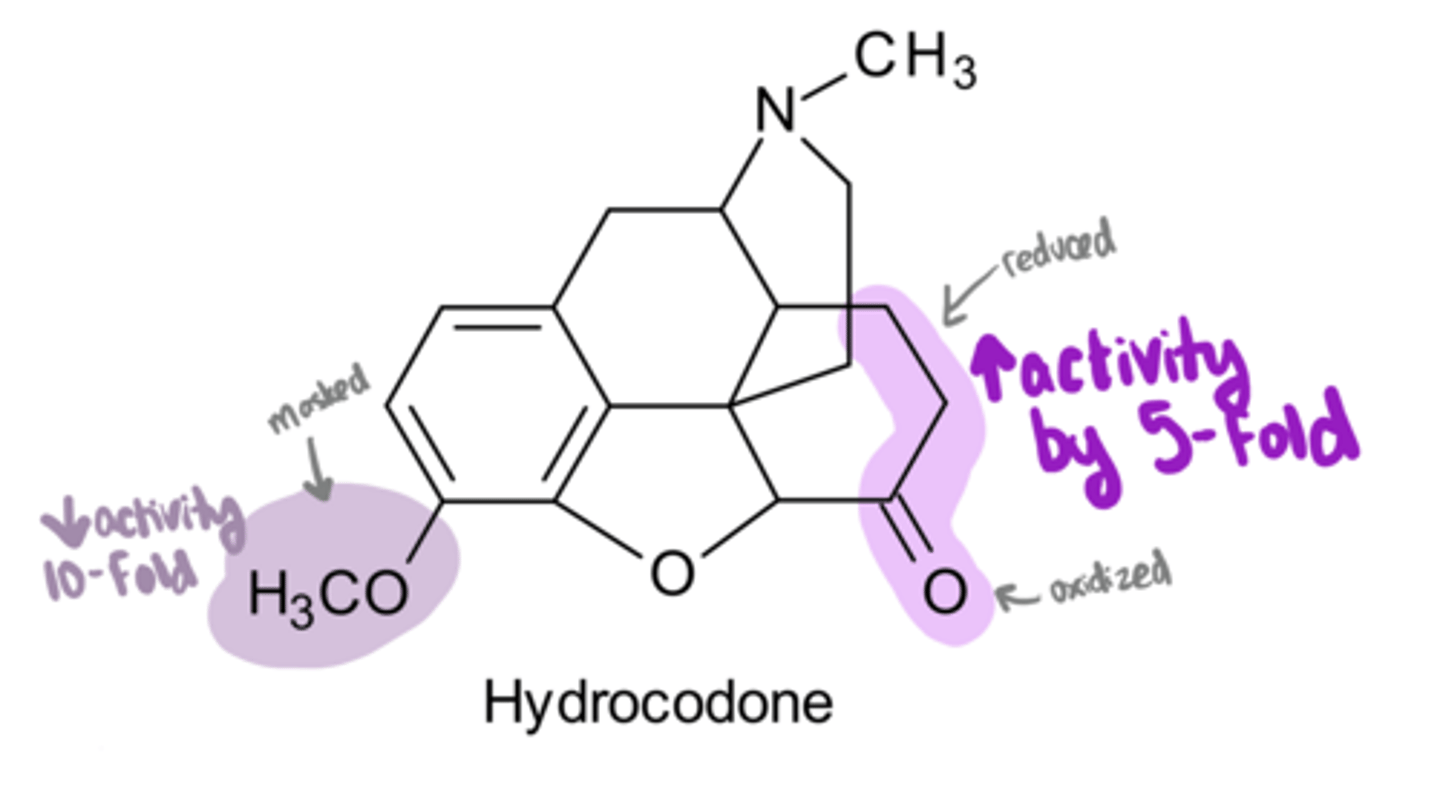 <p>Hydrocodone</p><p>-pharmacological effects midway between morphine and codeine because of these 2 variations from morphine:</p><p>1) reduction of the Δ⁷ (ie double bond between C7 and C8) and oxidization the C6-OH to a ketone → ___ activity 5-fold</p><p>2) masking of the C3-OH → ___ activity 10-fold</p>