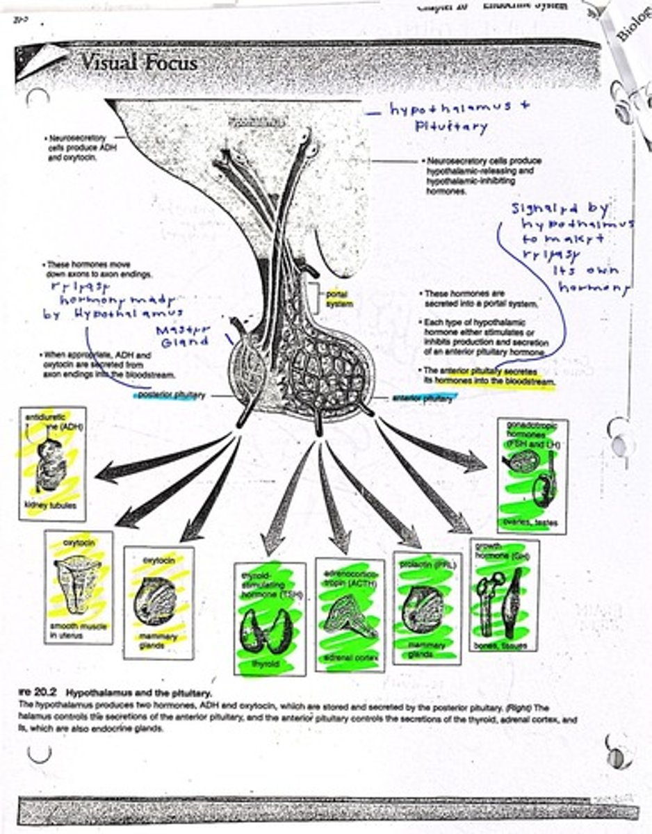 <p>Regulates homeostasis and links nervous systems.</p>