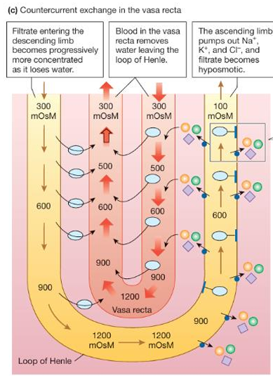 <p>The vasa recta, closely associated with the loop of Henle, acts as a countercurrent exchanger. </p><ul><li><p>It removes water that leaves the tubule when there is an osmotic gradient, preventing the medullary interstitial fluid from being diluted. By carrying away this water, the vasa recta helps maintain the high solute concentration in the medulla, which is essential for concentrating urine.</p></li></ul><p></p>