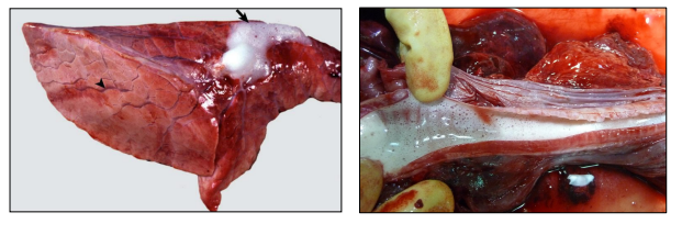 <p>What is this?</p>