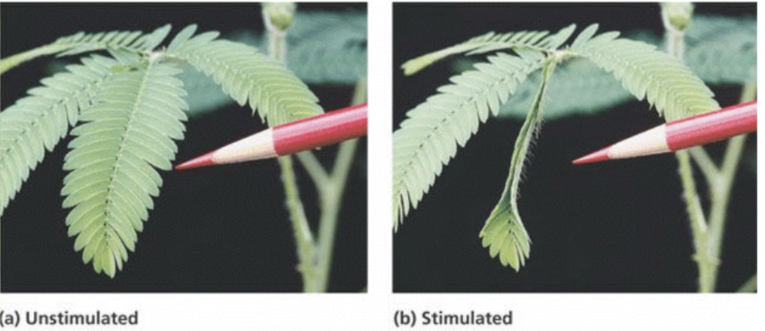 <ul><li><p>plant responses to stimuli hat are independent of direction.</p></li><li><p>response is quick and reversible, but not growth-related</p></li></ul><p>eg: the venus fly trap quickly closes its leaves to capture an insect, mimosa leaves immediately droop when touched</p>