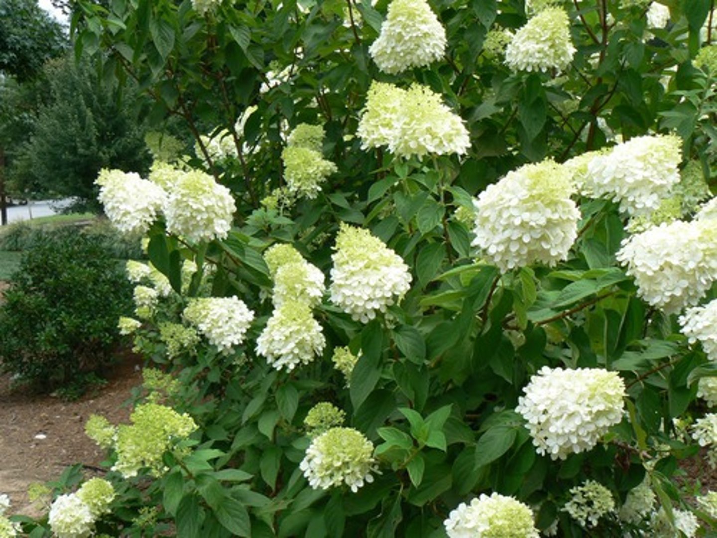 <p>Panicle Hydrangea</p>