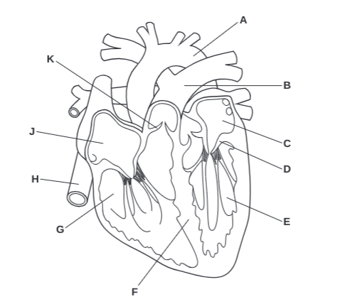 <p>What is <strong>H</strong>?</p>
