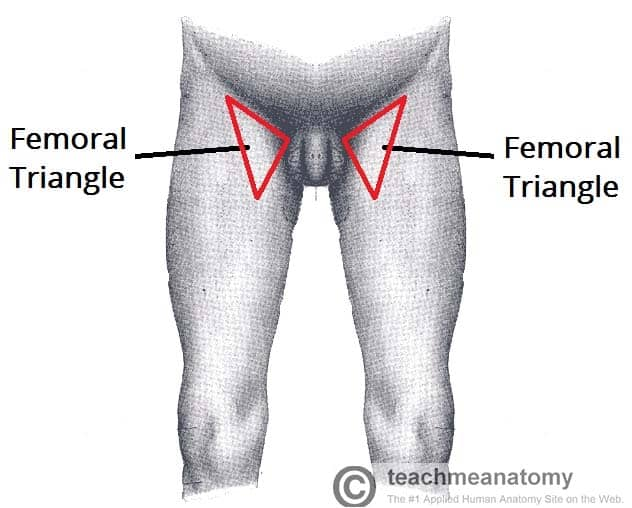 <p>Thigh region.</p>