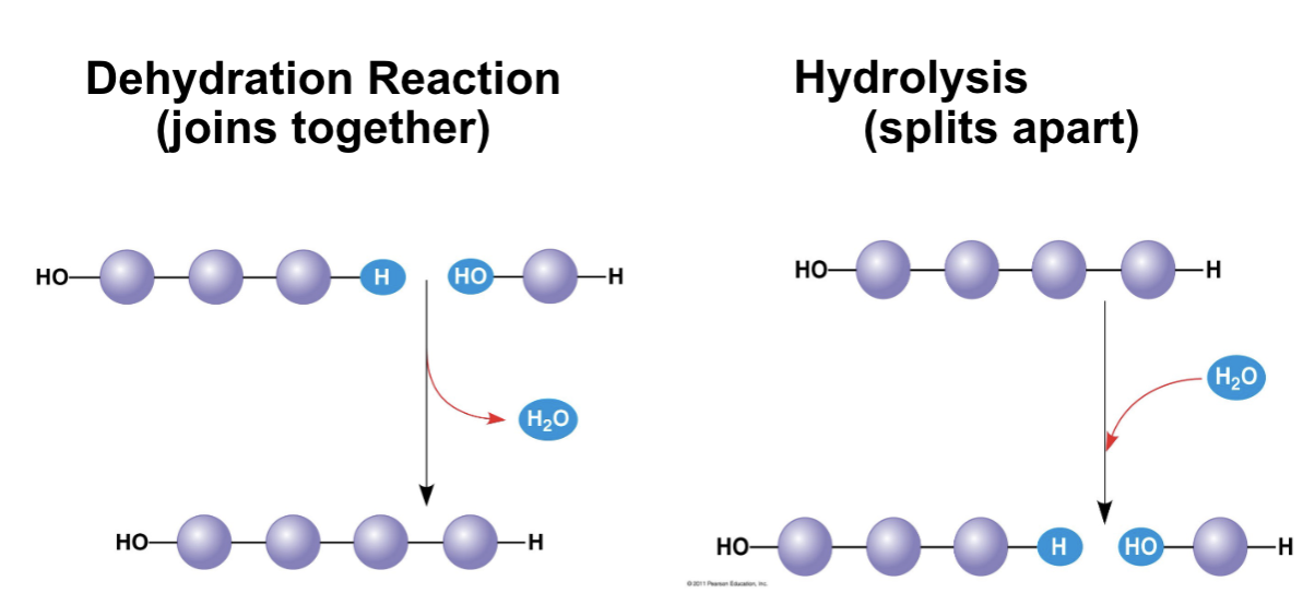 <ul><li><p>monomer</p><ul><li><p>Small subunits that makeup polymers</p></li></ul></li><li><p>polymer</p><ul><li><p>larger molecules made up of smaller monomers</p></li></ul></li><li><p>biological macromolecules</p><ul><li><p>carbs</p><ul><li><p>polymer</p></li></ul></li><li><p>lipids</p><ul><li><p><mark data-color="red">not</mark> polymer</p></li></ul></li><li><p>proteins</p><ul><li><p>polymer</p></li></ul></li><li><p>nucleic acids</p><ul><li><p>polymer</p></li></ul></li></ul></li><li><p>synthesis and breakdown of polymers</p><ul><li><p>each polymer is comprised of different monomers</p></li><li><p>the mechanisms cells use to break down and make polymers is the same</p><ul><li><p>Dehydration/condensation</p><ul><li><p><mark data-color="green">build</mark> polymers and a water molecule is produced</p></li><li><p>monomers connected by covalent bonds (sharing electrons) through the <mark data-color="red">loss</mark> of a water molecule</p></li><li><p>each monomer contributes part of the H2O molecule that is lost</p><ul><li><p>1 provides the OH</p></li><li><p>1 provides the H</p></li></ul></li></ul></li><li><p>hydrolysis</p><ul><li><p><mark data-color="red">breaks</mark> polymers by adding water molecules</p></li><li><p>each monomer receives part of the H2O molecule</p><ul><li><p>1 receives OH</p></li><li><p>1 receives H</p></li></ul></li><li><p>reverse dehydration</p></li></ul></li></ul></li></ul></li></ul>