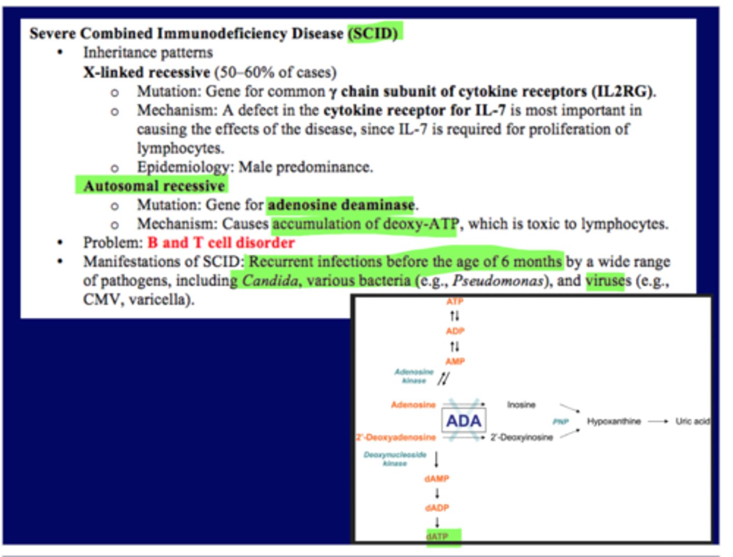 <p><strong>X linked recessive (major cause, 50-60%)</strong> leading death in babies</p><p>-immune system problem, mutation in y chain subunit of -<strong>cytokine receptors (IL2RG)</strong></p><p>-defect in cytokine receptor for <strong>IL7, can't bind</strong> and activate immune reaction</p><p></p><p><strong>Autosomal recessive (2nd type)</strong></p><p>-<strong>adenosine deaminase (ADA) problem</strong></p><p>-<strong>deoxynucleotide (dATP) accumulates</strong>, toxic to lymphocytes, decreases B and T cells</p><p>-ADA used for degradation pathway to make uric acid, since ADA def only goes to the dATP pathway instead</p>