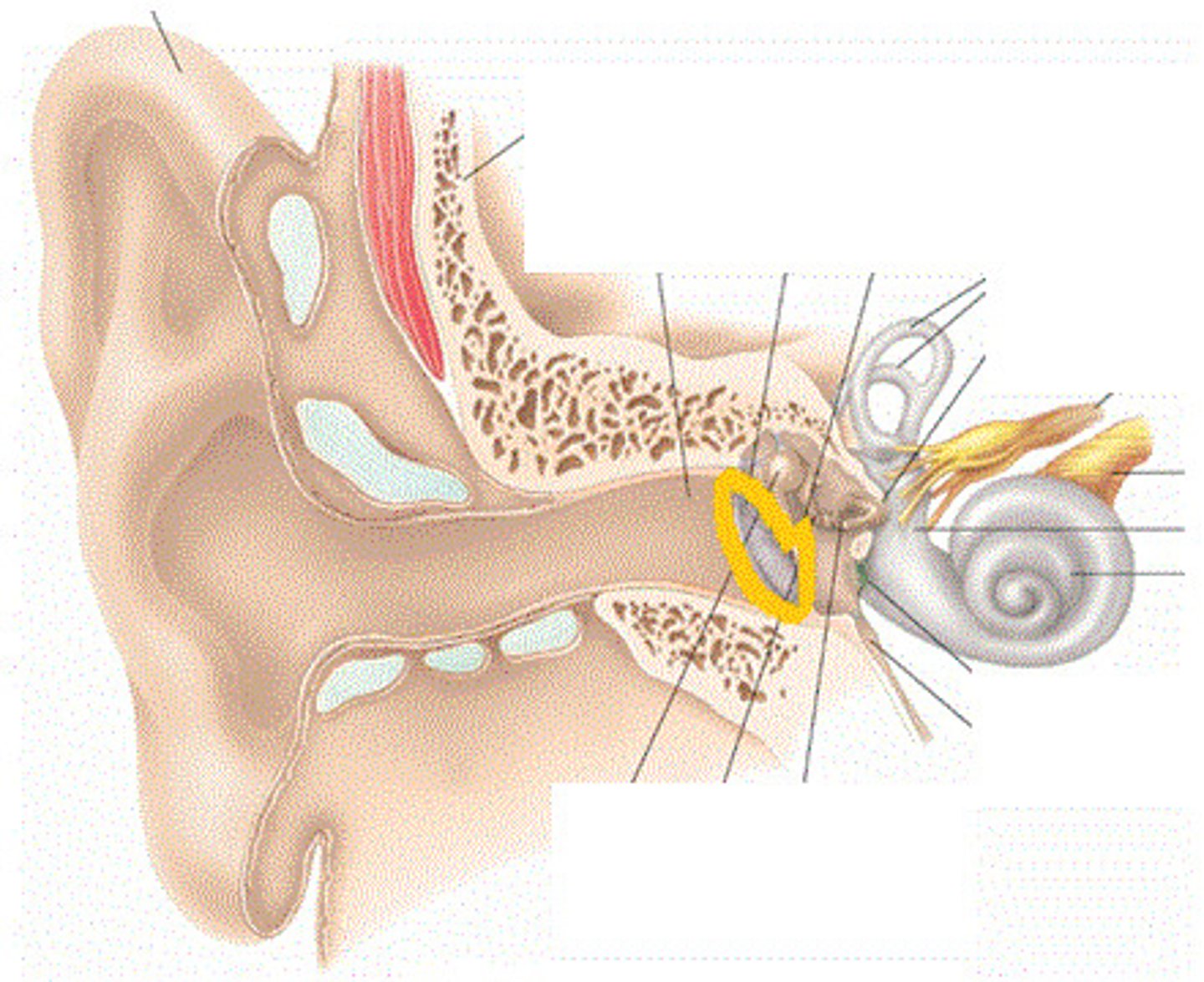 <p>DEFINITION</p><p>Divides the outer ear from the middle ear</p>