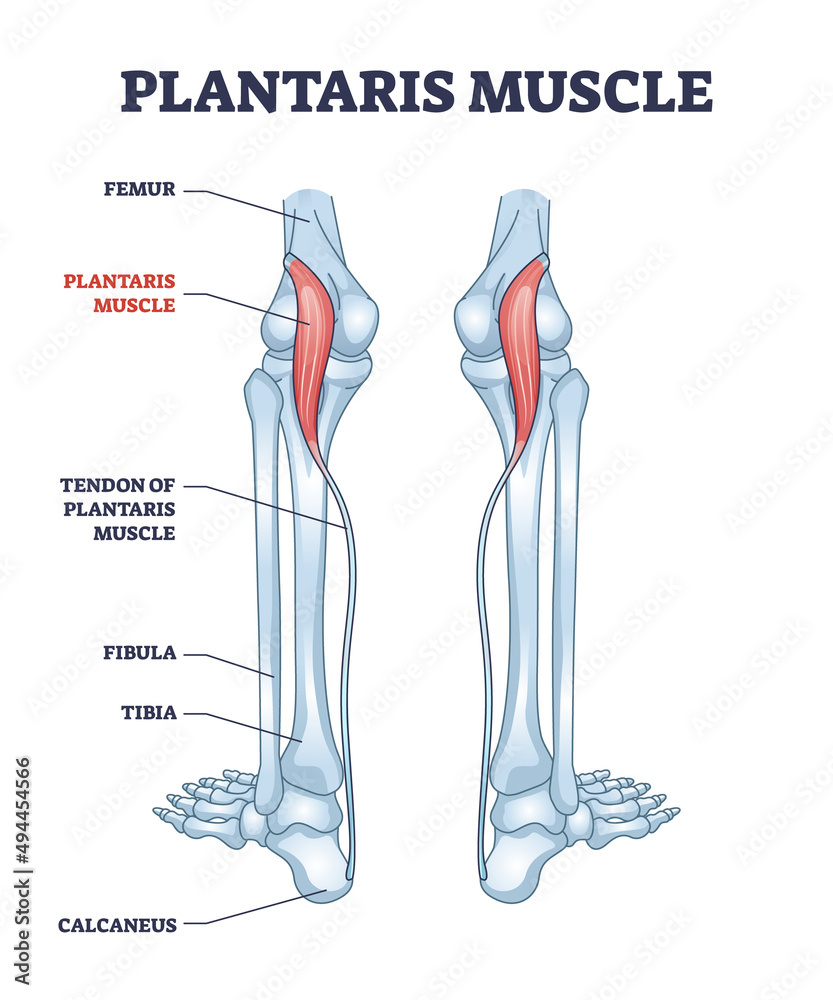 <p>Plantaris Origin</p>
