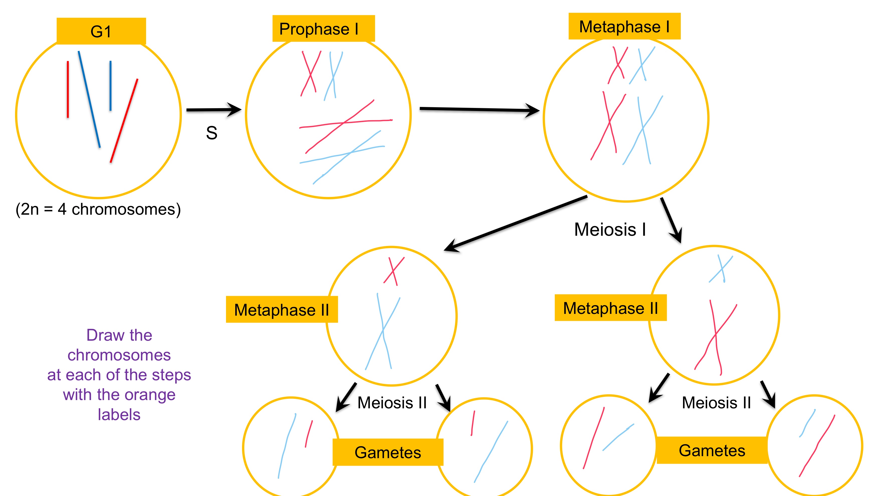 <p>(T/F) these are the steps in Meiosis to produce two genetically unique haploid gametes from a single diploid cell?</p>