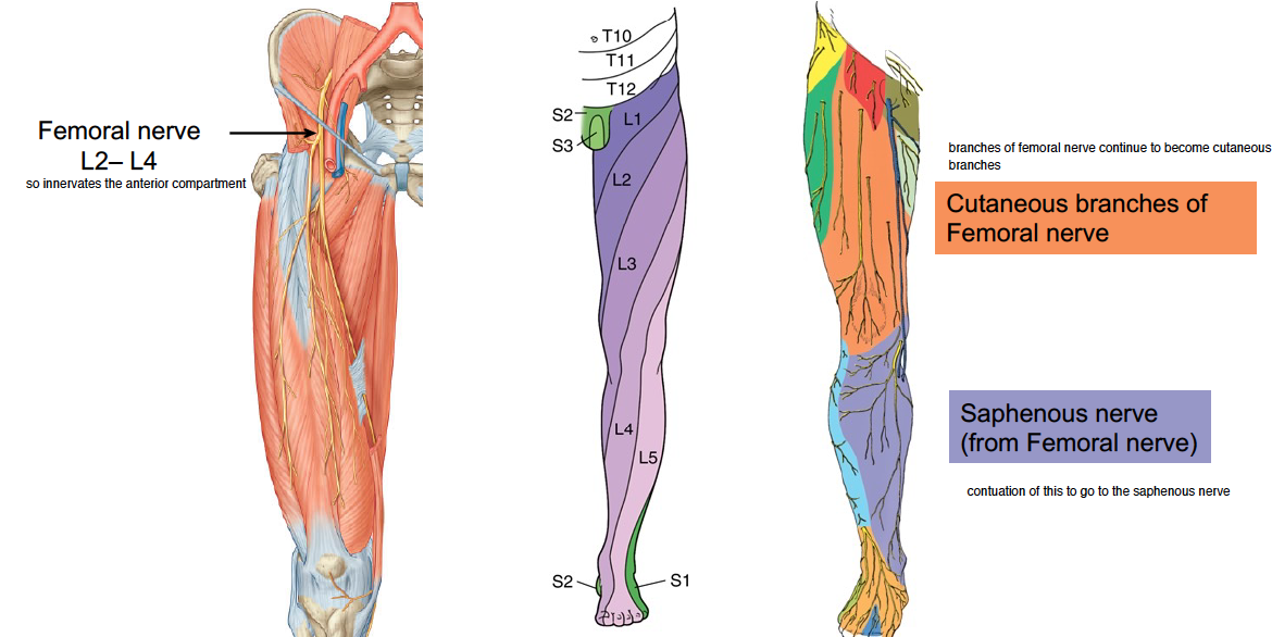 -muscle is by the femoral nerve (L2-L4) 
-on anterior thigh there is the cutaneous branches of femoral nerve 
-on anterior leg there is saphenous nerve (from femoral nerve) 