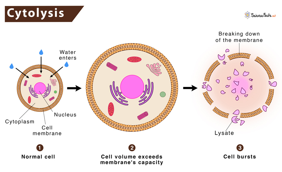 <ul><li><p>one solution has a lower concentration of solute</p></li><li><p>cell will gain water content/ mass when placed in hypotonic solution </p></li><li><p><span>Cytolysis = cell bursting</span></p></li><li><p><span>plant cells don’t burst bc they have cell walls → so they require hypertonic solution </span></p></li><li><p><span>animal cells can burst → so they require isotonic solution </span></p></li></ul>