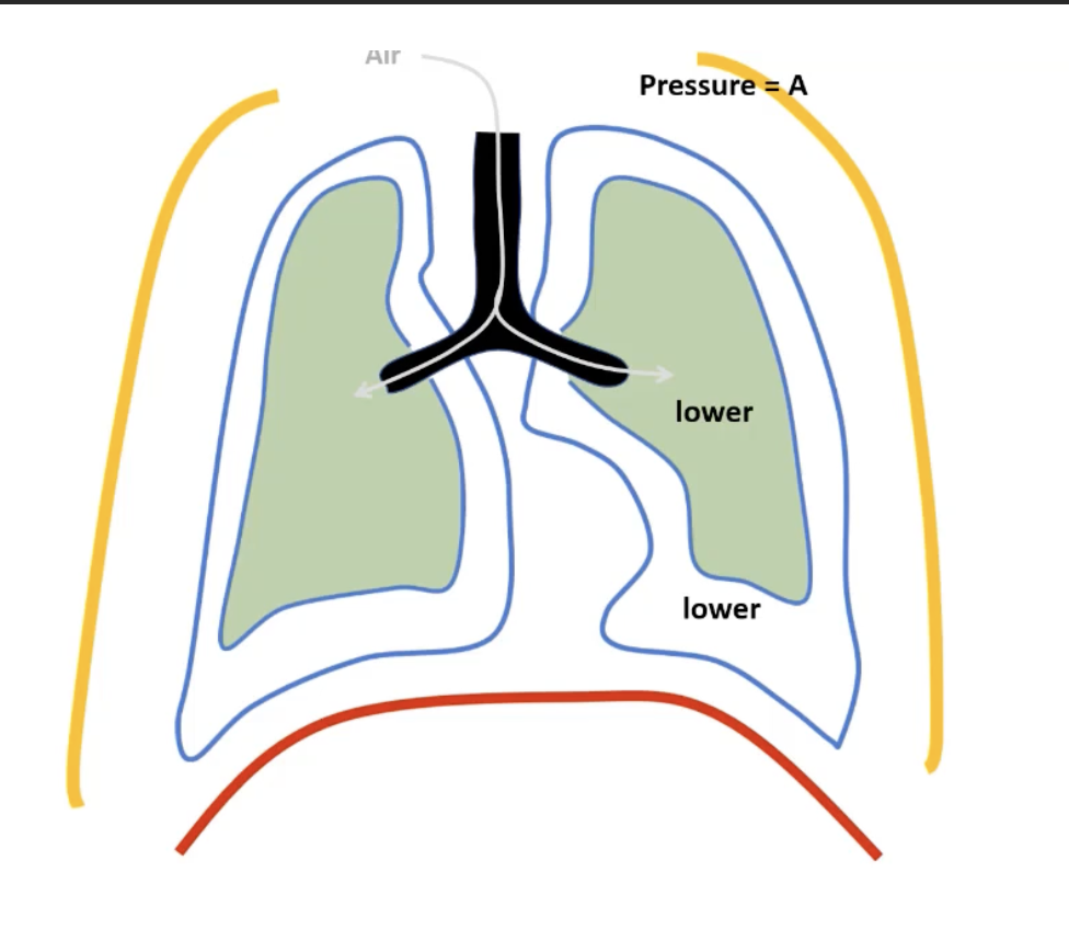 pressure = A

Pressure in the intrapleural space = A - 4

\
__**Breath in:**__

* ribcage expands
* pulls on parietal layer of pleura
* diaphragm drops
* pressure in intrapleural space decreases
* lungs expand 
* drops pressure in lungs 
* air flows in from periphery 

\
__**Breath out:**__

* everything happens in reverse