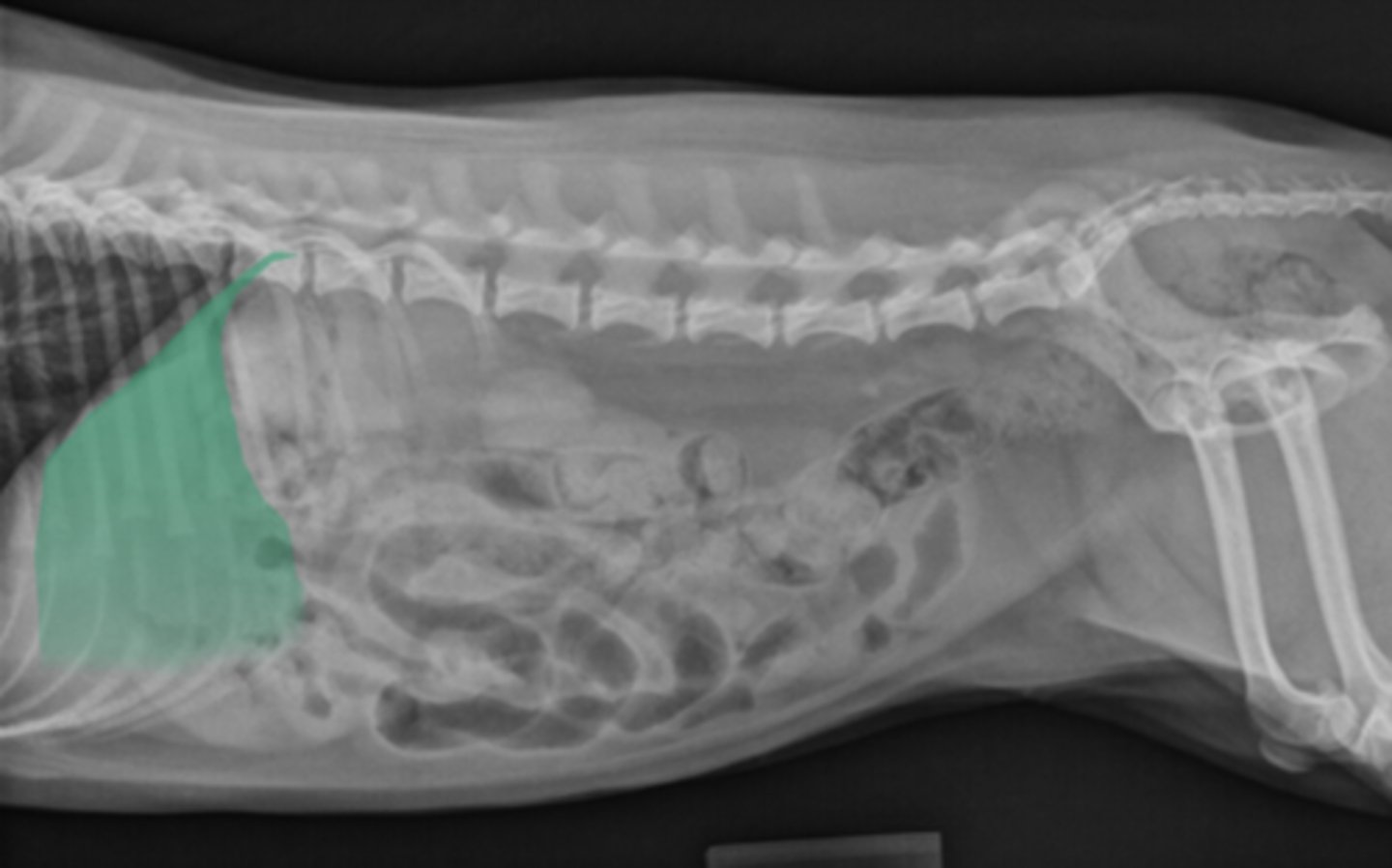 <p>What organ is this?</p>