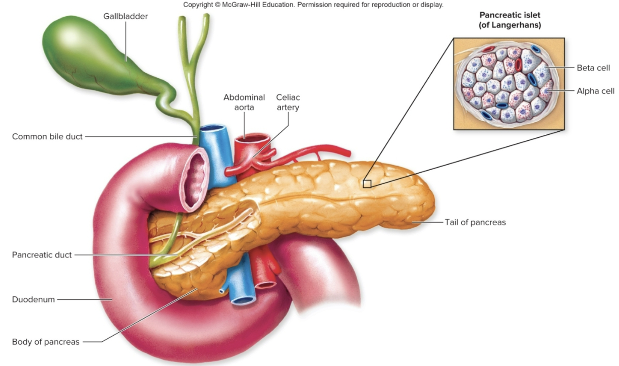 <p>1) the pancreas is both an <strong>ENdocrine and an EXocrine gland</strong></p><p>2) ENdocrine cells are located in pancreatic islets (islets of Langerhans)</p><ul><li><p><strong>Alpha</strong> cells: release <mark data-color="yellow" style="background-color: yellow; color: inherit;">glucagon</mark></p></li><li><p><strong>Beta </strong>Cells: release <mark data-color="blue" style="background-color: blue; color: inherit;">insulin</mark></p></li></ul><p></p>