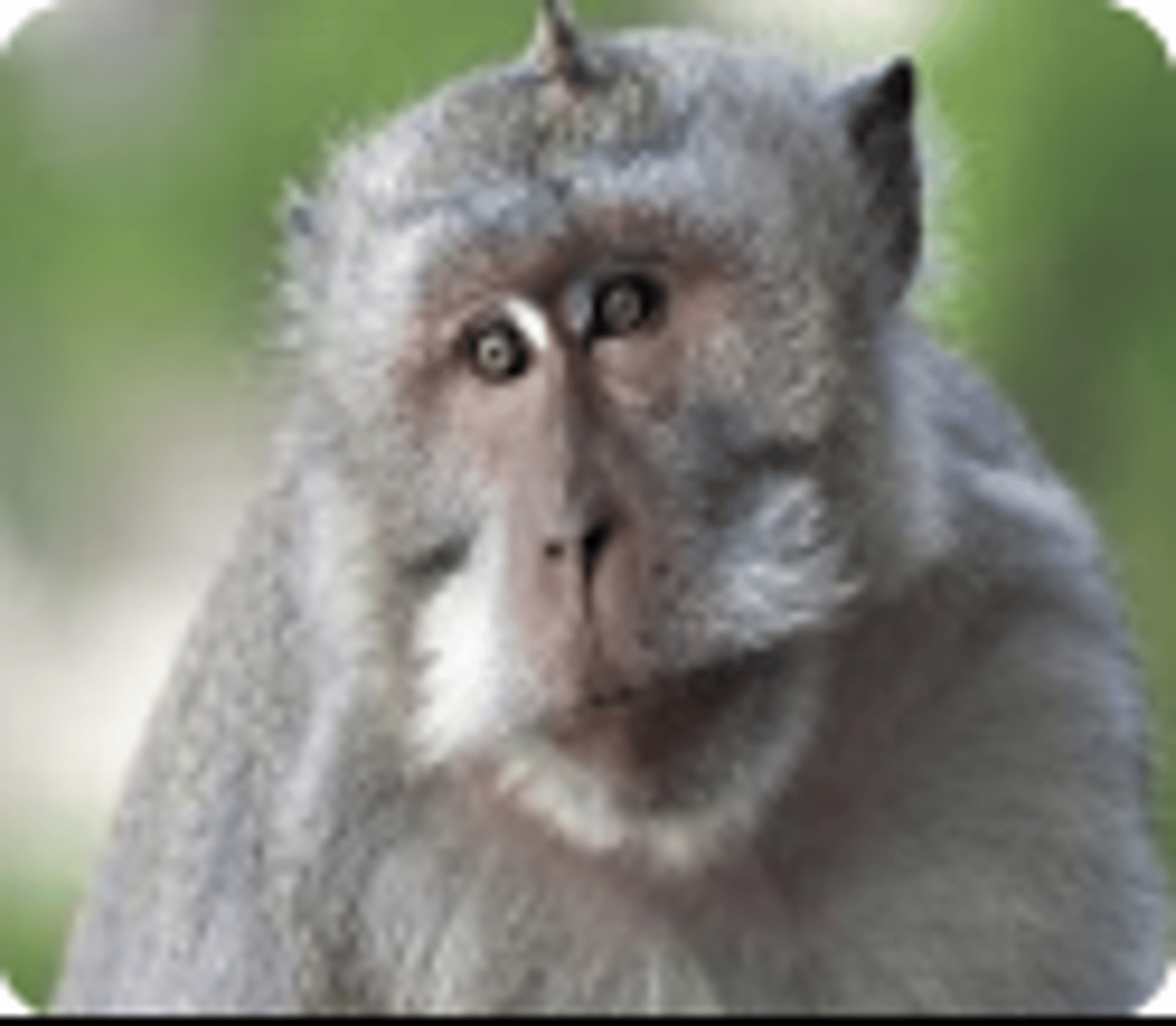 <p>Cynomolgus monkeys</p>