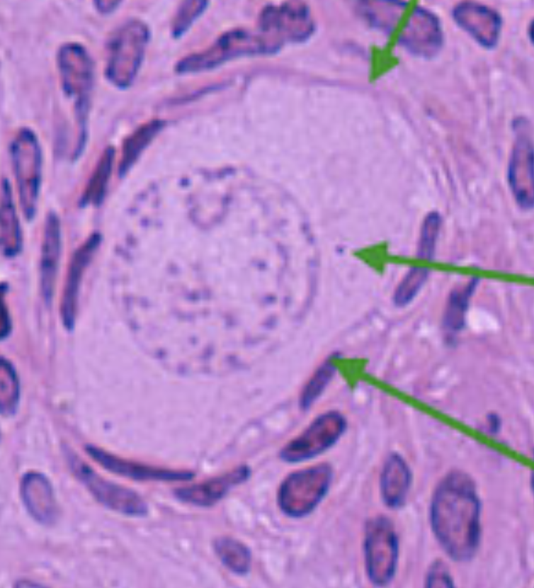 <p>Identify Follicular Stage</p>