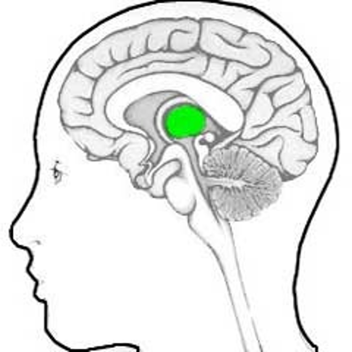 <p>Regulates processes of the autonomic nervous system such as temperature control, hormone production, thirst, and fatigue (being tired).</p>