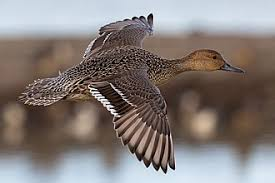 <p><span><span>Anas acuta</span></span></p>