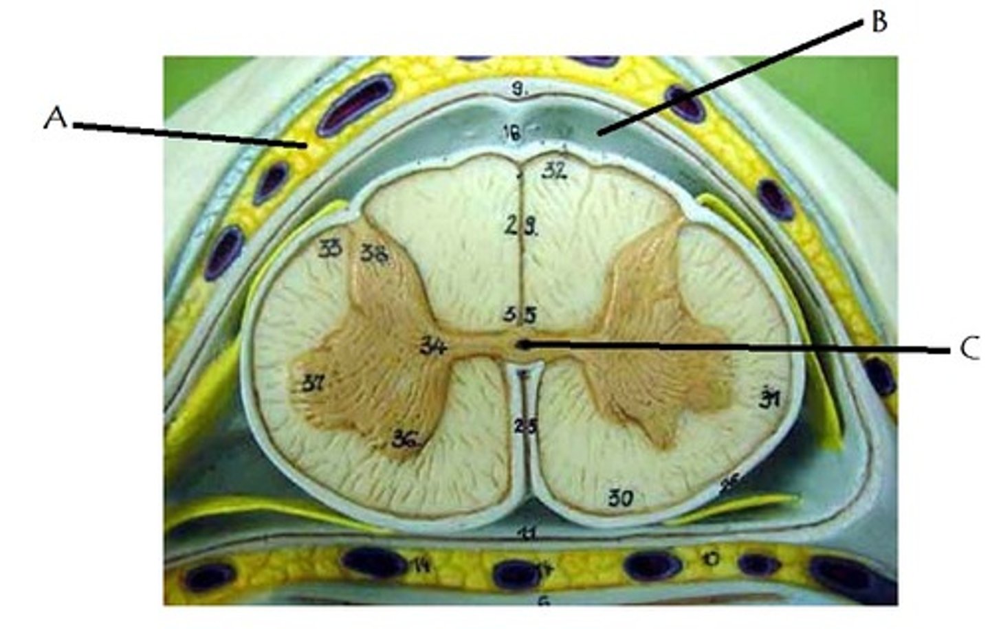 <p>What is the area labelled B called?</p>