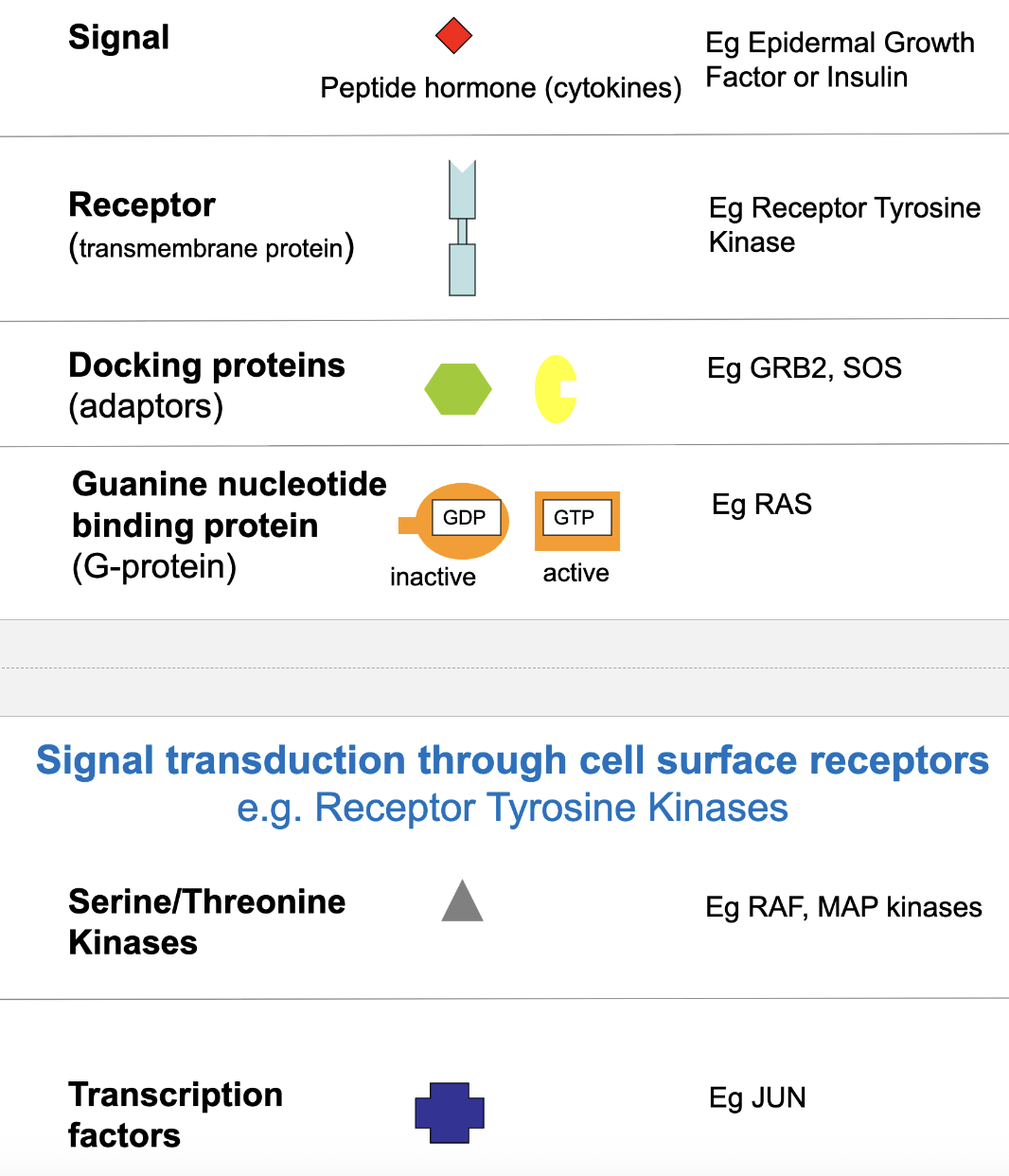 <ul><li><p>signal: can’t pass thru CM</p></li><li><p>receptor (transmembrane protein): can bind to signal; exist as monomers on surface, and after binding signal, form dimer</p><ul><li><p>dimerization allows for cross-phosphorylation on Tyr residues (cytosol side)</p></li></ul></li><li><p>docking proteins (adaptors): transmit signal from receptor, helps recruit other protein to receptor </p><ul><li><p>e.g. GTP binding protein/exchange factors (GTP switch to GDP)</p></li></ul></li><li><p>Guanine nucleotide binding protein (G-protein): GDP inactive, GTP active</p><ul><li><p>e.g RAS</p></li></ul></li><li><p>serine/threonine kinases</p></li><li><p>transcription factors</p></li></ul><p></p>
