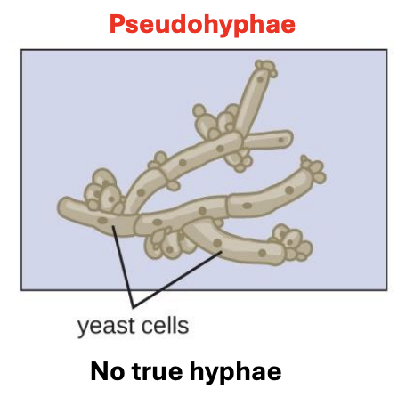 <p>Pseudohyphae</p>