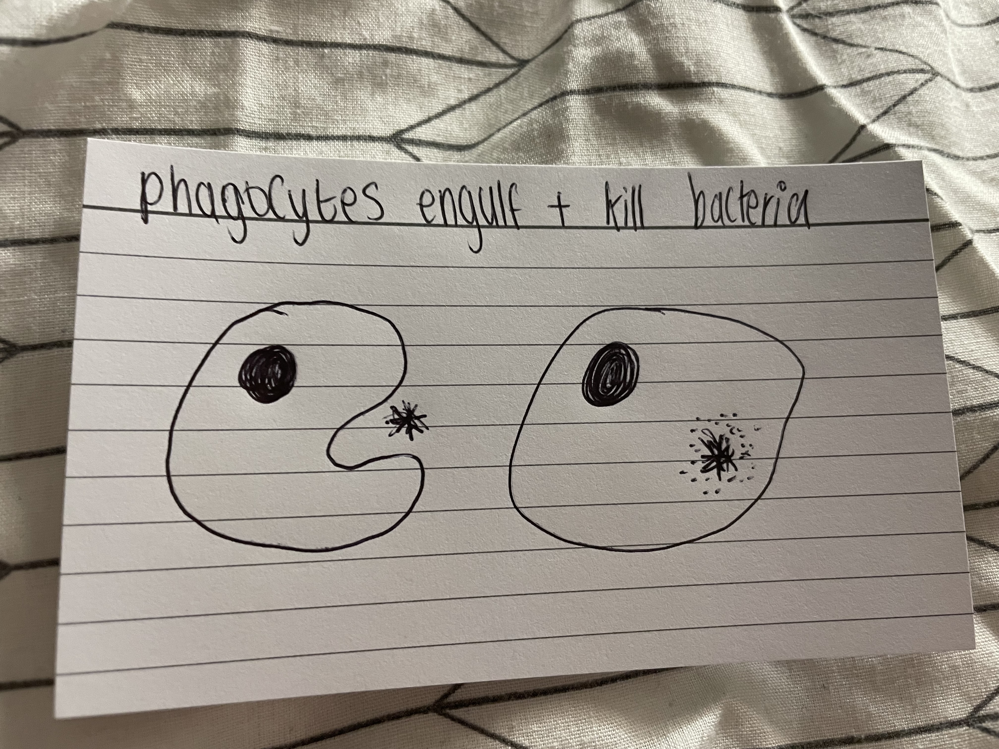 knowt flashcard image