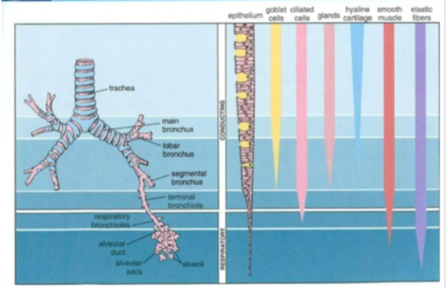 <p>trachea -&gt; main bronchi -&gt; lobar bronchi -&gt; segmental bronchi -&gt; bronchioles</p>