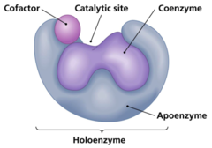 <p>coenzyme</p><p>(ex: vitamins)</p>