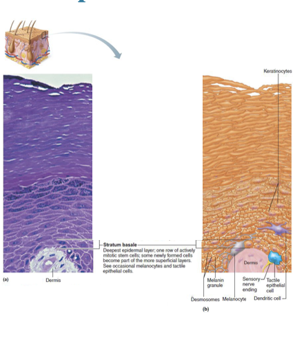 <p>Stratum Basale (basal layer) </p>