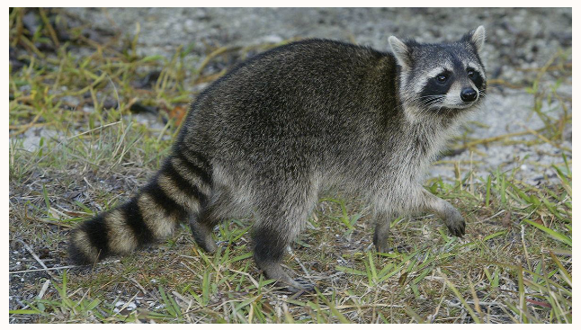 <p>What is this?</p>