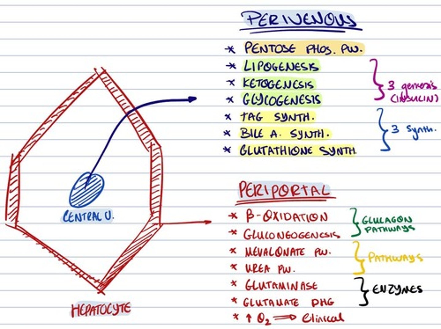 knowt flashcard image