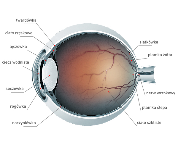 <p>twardówka z ….. z przodu</p>