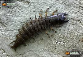 <p>Roundish square head, thick mandibles, armored thorax and head. The legs are thick but normal. The most defining feature is there abdomen, which is covered in spikes and segmented, and ends in a V shape</p>