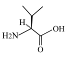 <p>Valine </p>